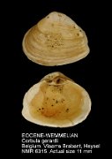 EOCENE-WEMMELIAN Corbula gerardi